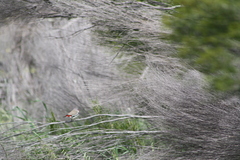 Stagonopleura guttata