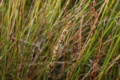Machaerina rubiginosa