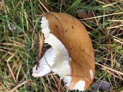 Russula decolorans