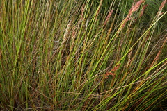 Machaerina rubiginosa