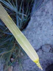 Elymus athericus