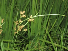 Fimbristylis