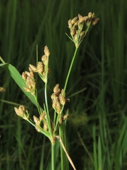 Fimbristylis