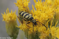 Stenostrophia tribalteata