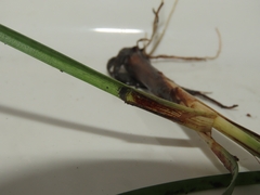 Fimbristylis