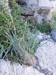 Elymus athericus