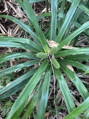 Pandanaceae