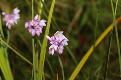 Sowerbaea juncea
