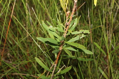 Melaleuca pachyphylla