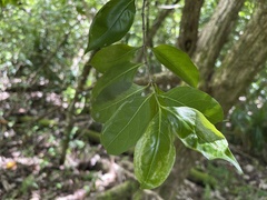 Agromyzidae