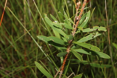 Melaleuca pachyphylla
