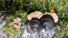 Antrodiella pallescens