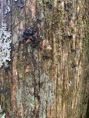 Podocarpus laetus