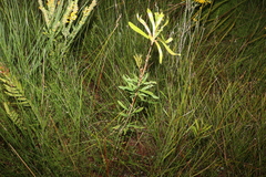 Melaleuca pachyphylla