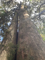 Podocarpus laetus