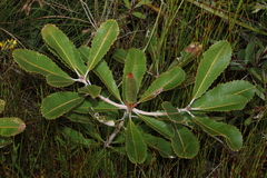 Banksia robur