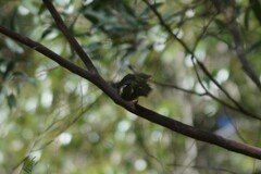 Meliphaga lewinii
