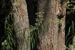 Astrotricha longifolia