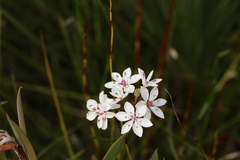 Burchardia umbellata