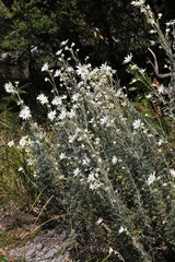 Actinotus helianthi