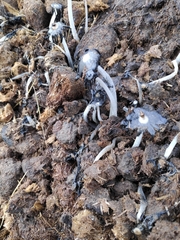 Coprinopsis lagopus
