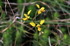 Diuris unica