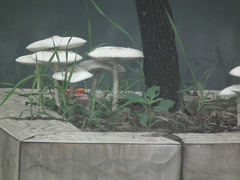 Verrucosporaceae