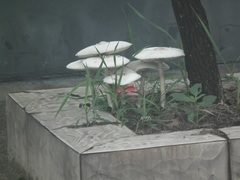 Verrucosporaceae