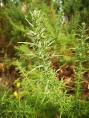 Ulex europaeus