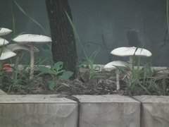 Verrucosporaceae