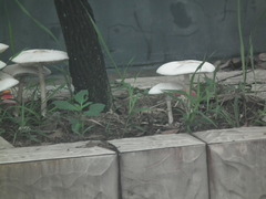 Verrucosporaceae