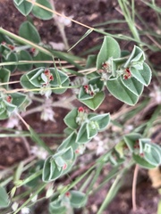 Indigofera cordifolia