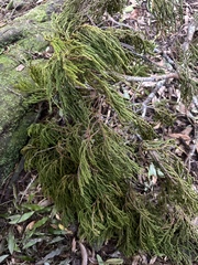 Dacrydium cupressinum