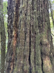 Dacrydium cupressinum