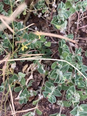 Indigofera cordifolia