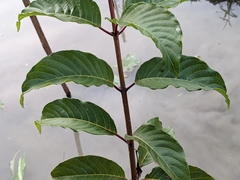 Cephalanthus tetrandra