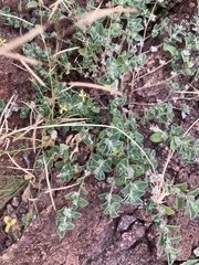Indigofera cordifolia