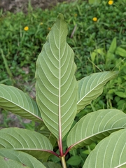 Cephalanthus tetrandra