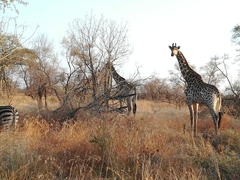 Giraffa camelopardalis giraffa