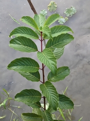 Cephalanthus tetrandra