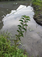 Cephalanthus tetrandra