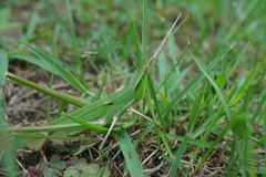Acrida cinerea