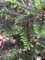 Libocedrus bidwillii