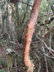Libocedrus bidwillii