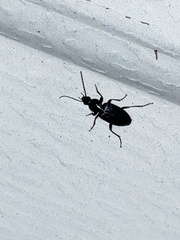 Agonum punctiforme