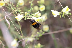 Bombus