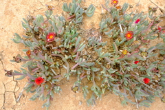Malephora purpureocrocea