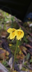 Diuris behrii