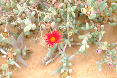 Malephora purpureocrocea