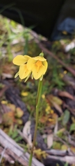 Diuris behrii